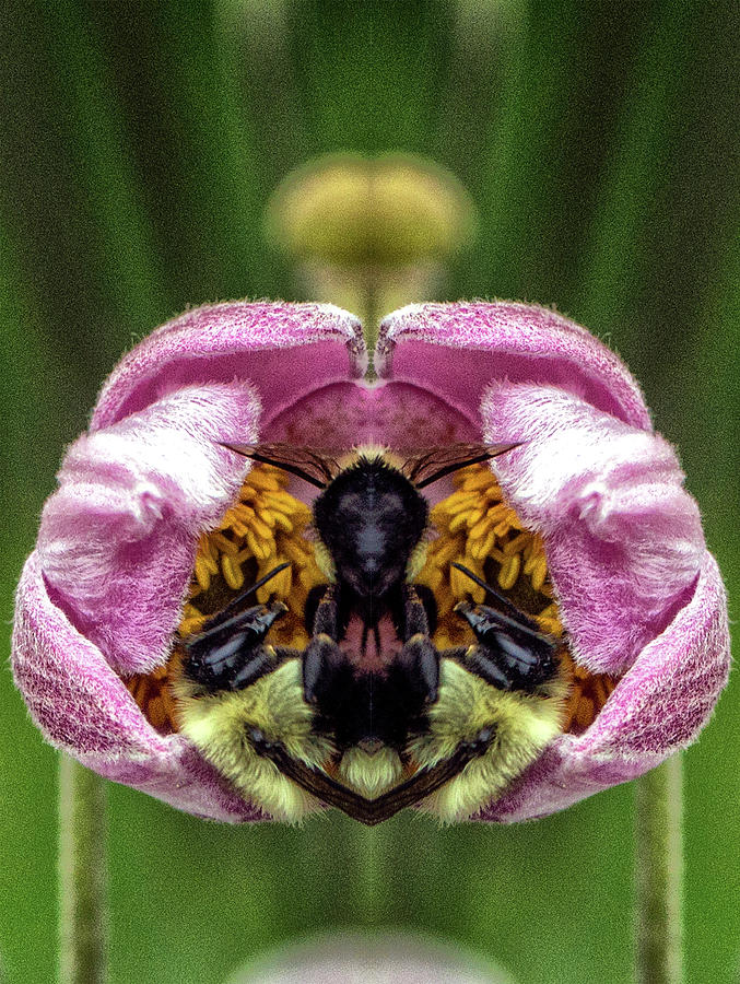 Two Bees Pareidolia Photograph by Constantine Gregory