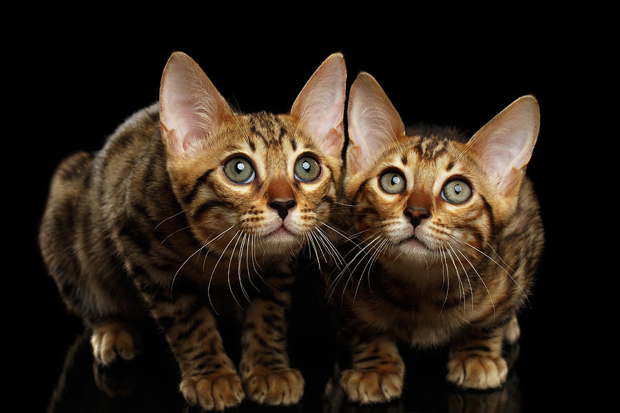 Cat Photograph - Two Bengal Kitty Looking in Camera on Black by Sergey Taran
