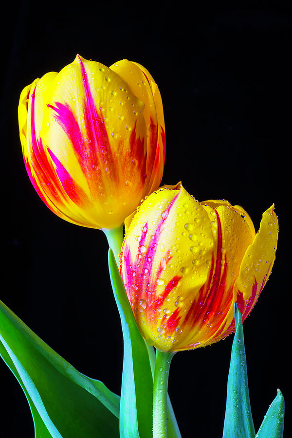 Two Besutiful Tulips Photograph by Garry Gay