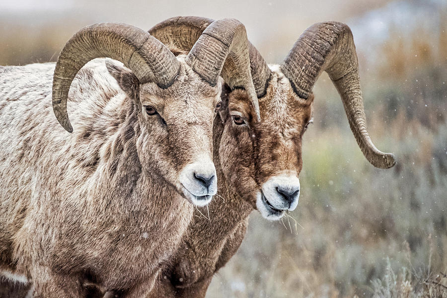 Two Bighorn Sheep  Photograph by Stuart Litoff