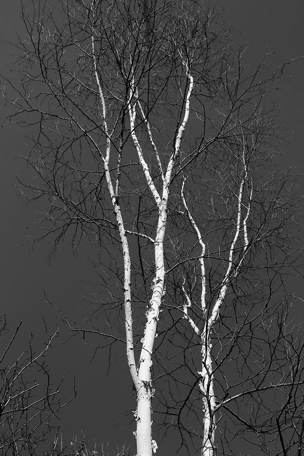 Two Birches 2018 BW Photograph by Mary Bedy