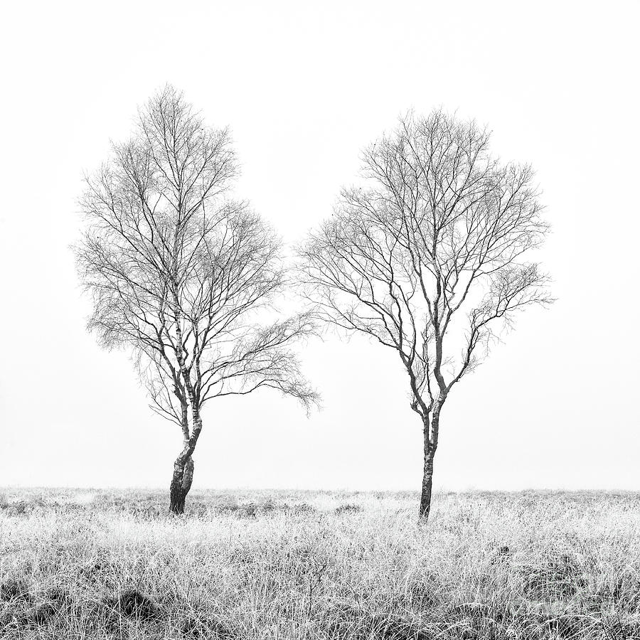 Two Birches Photograph by Richard Burdon