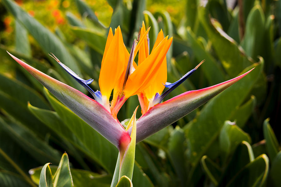 Two Bird Of Paradise Flowers - Oahu, Hawaii Photograph by Brian Harig