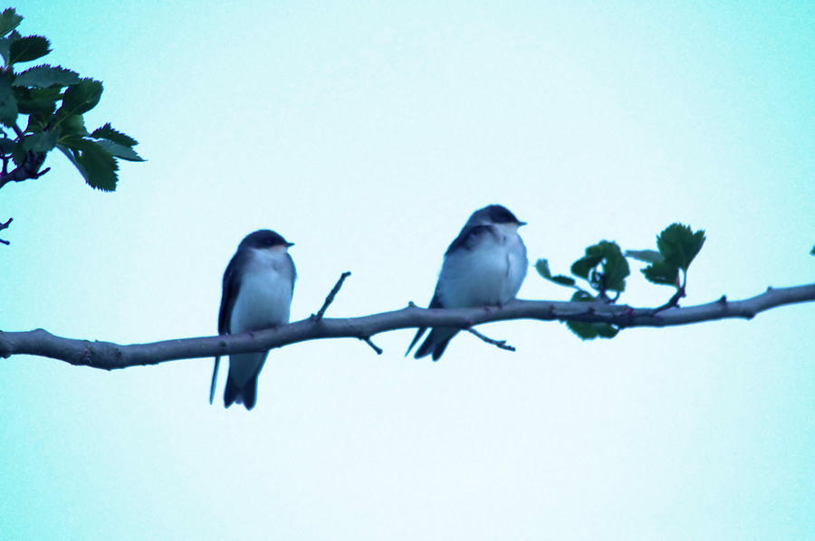 Two birdies on a branch Photograph by Jeff Swan