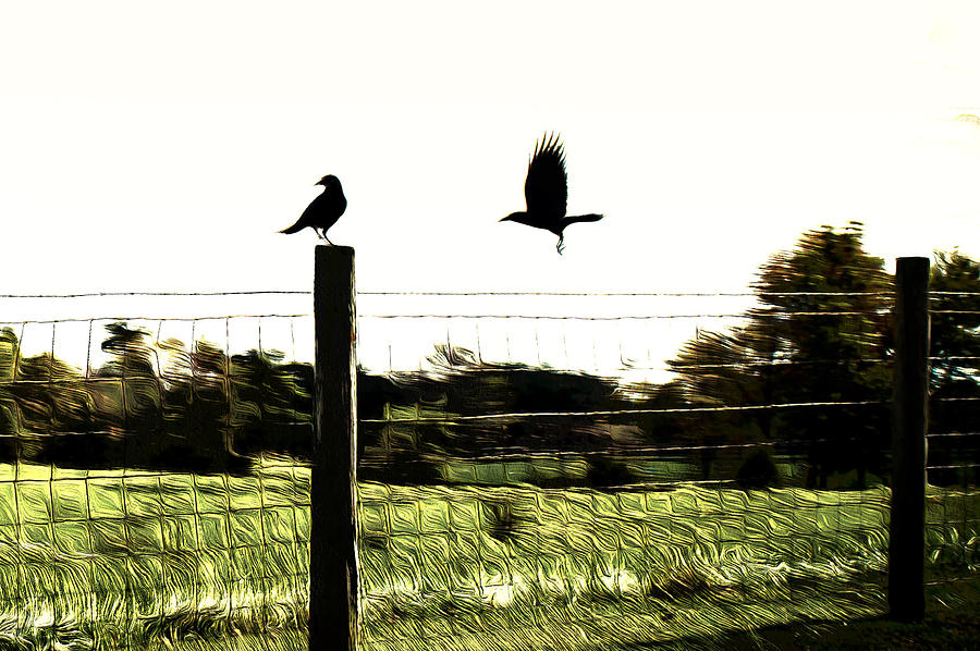 Two Birds Photograph by Carlee Ojeda