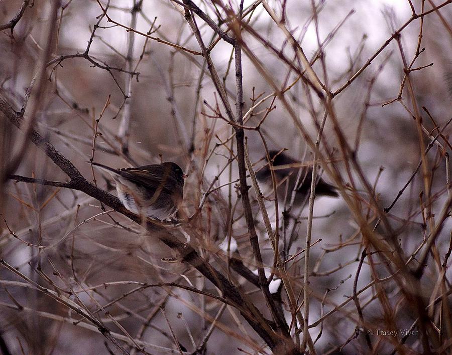 Two Birds in a Bush Photograph by Tracey Vivar
