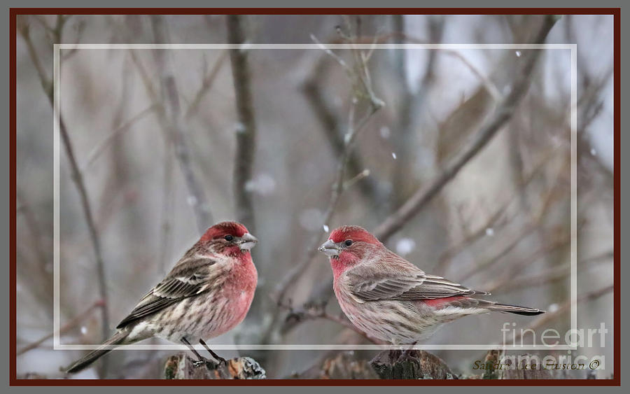 Two Birds of a Feather, Framed Photograph by Sandra Huston