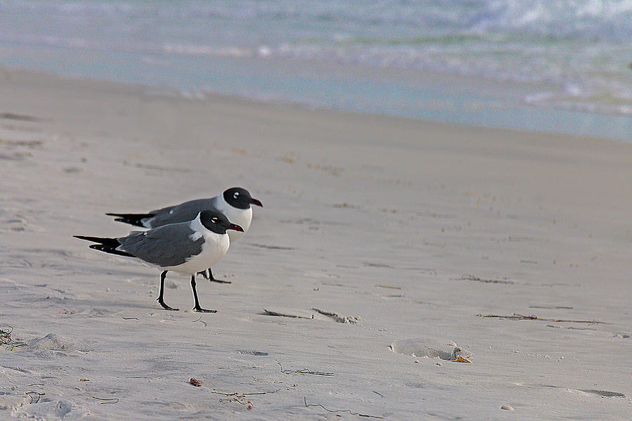 Two Birds on a Beach Photograph by Susan D Ferguson - Fine Art America