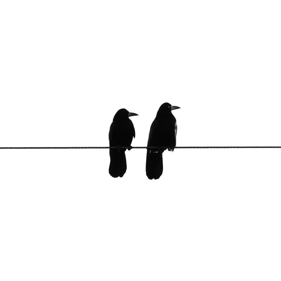 Two birds on a string Photograph by Mike Santis