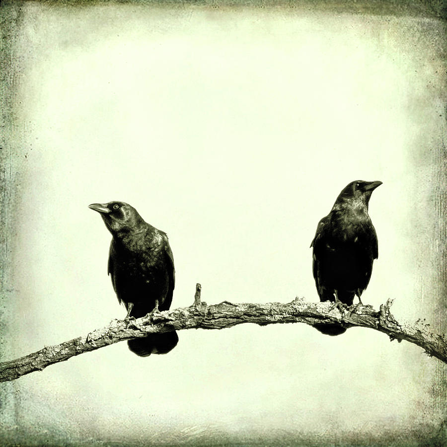 Two Birds One Branch Texture Square Photograph by Terry DeLuco