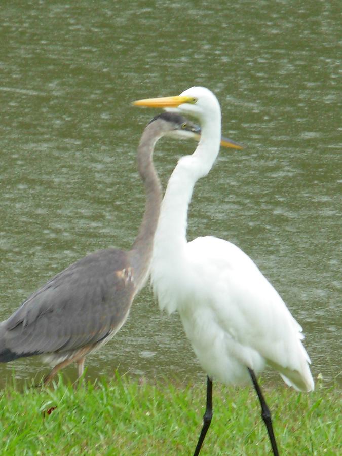 Two Birds Passing by the Pond Photograph by Jeanne Juhos