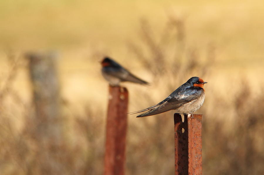 Bird Photograph - Two birds - Welcome Swallows by Virginia Halford