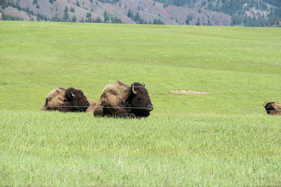 Two Bison Photograph by Tom Cochran