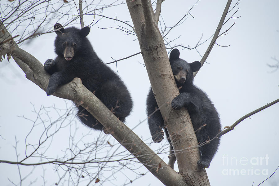 Two black bears resting in tree Photograph by Dan Friend