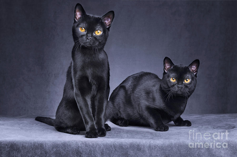 two black cats