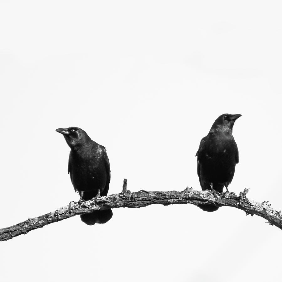 Two Black Crows One Branch White Square Photograph by Terry DeLuco