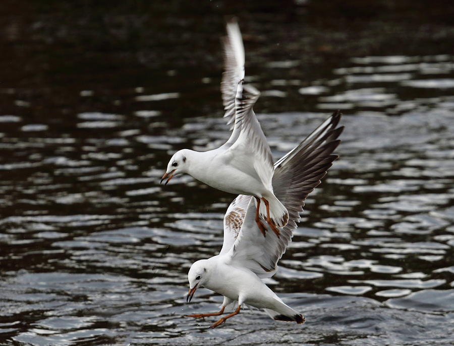 Two Black Headed Gulls Photograph by Jeff Townsend