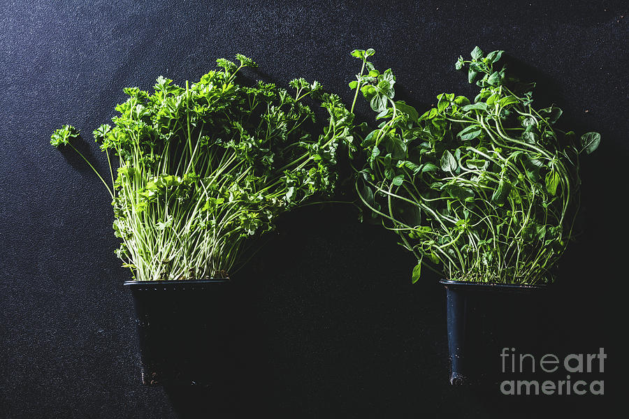 Two black pots with basil and parsley Photograph by Michal Bednarek