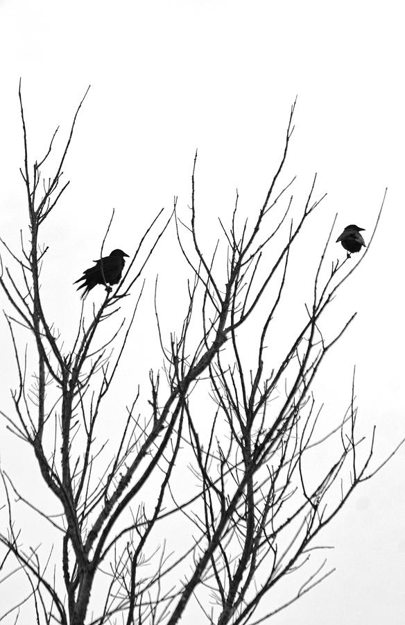 Two Blackbirds Photograph by HH Photography of Florida