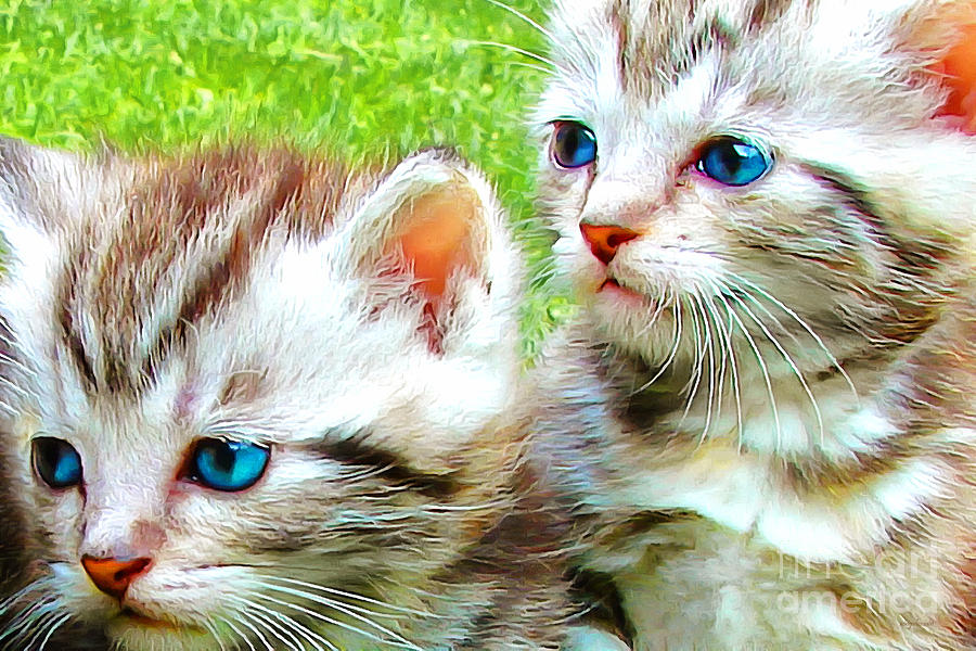 Cat Photograph - Two Blue Eye Kittens Painterly 20170916 v2 by Wingsdomain Art and Photography