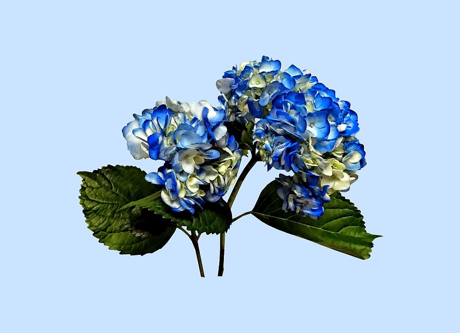 Flowers Still Life Photograph - Two Blue Hydrangea With Leaves by Susan Savad