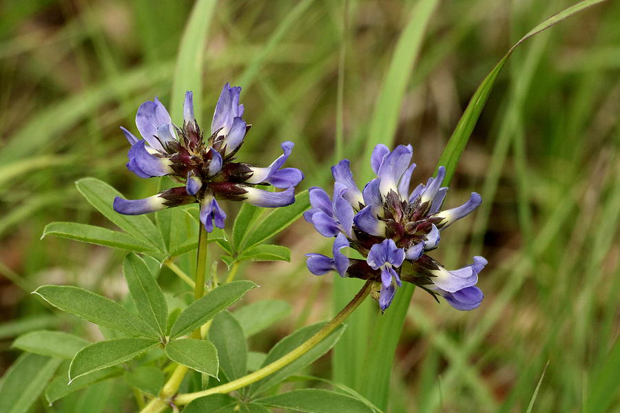 Two Blue Wildflowers Photograph by Sheila Brown