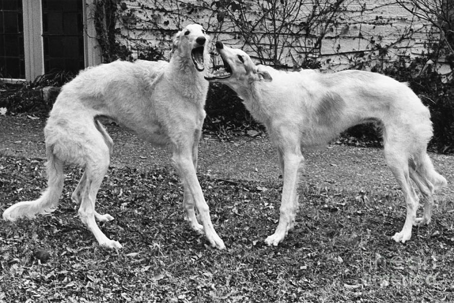 Two Borzoi Russian Wolfhounds Playing Photograph by Lynn Lennon