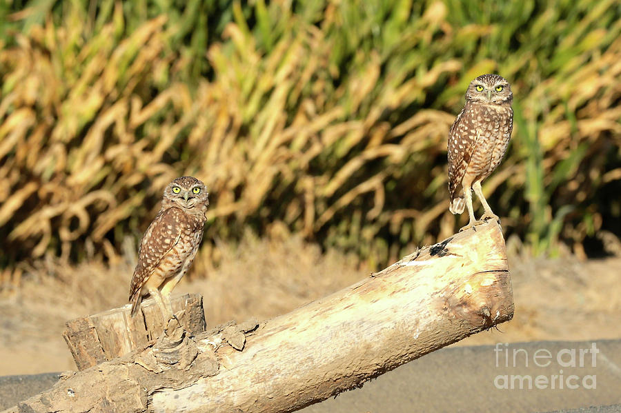 Two Bright Burrowing Owls Photograph by Carol Groenen