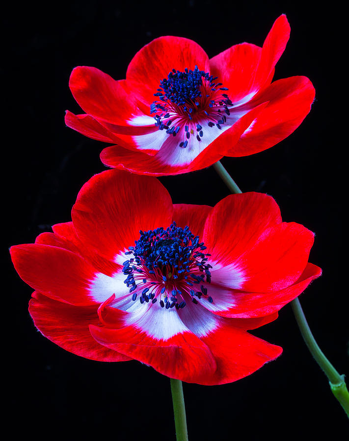 Garden Photograph - Two Bright Red Anemones by Garry Gay