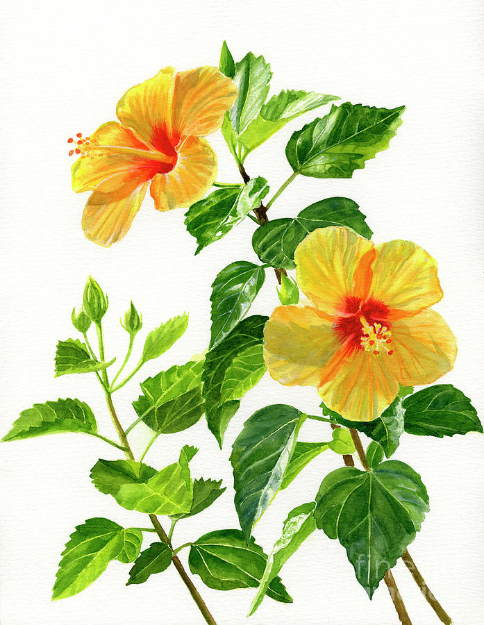 Flower Painting - Two Bright Yellow Hibiscus Blossoms by Sharon Freeman