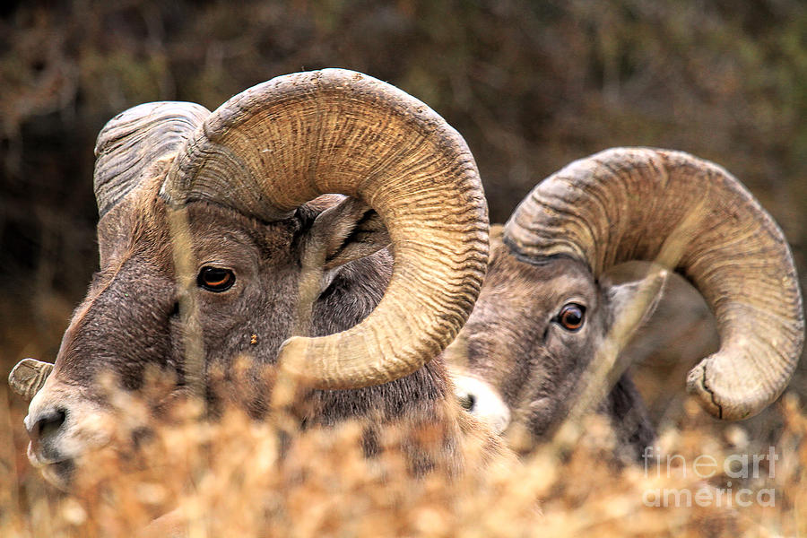 Bighorn Sheep Photograph - Double Tough by Jim Garrison