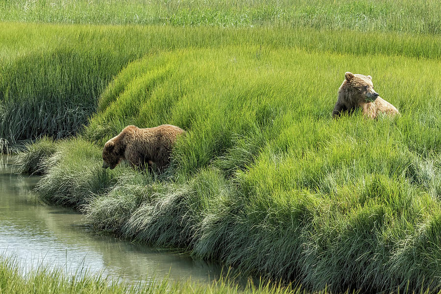 Two Brown Bear Cubs in a Meadow of Variegated Greens Photograph by Belinda Greb