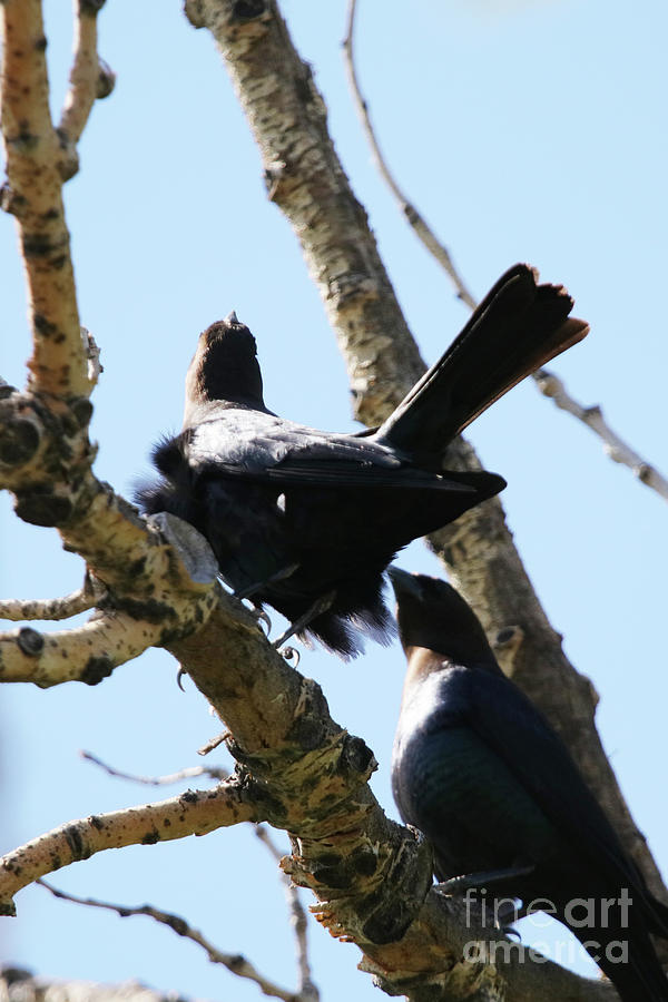 Two Brown Headed Cowbirds Photograph by Alyce Taylor