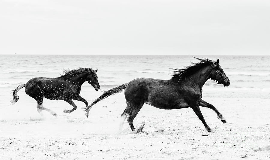 Two brown horses galopading on the seashore. Photograph by Michal Bednarek