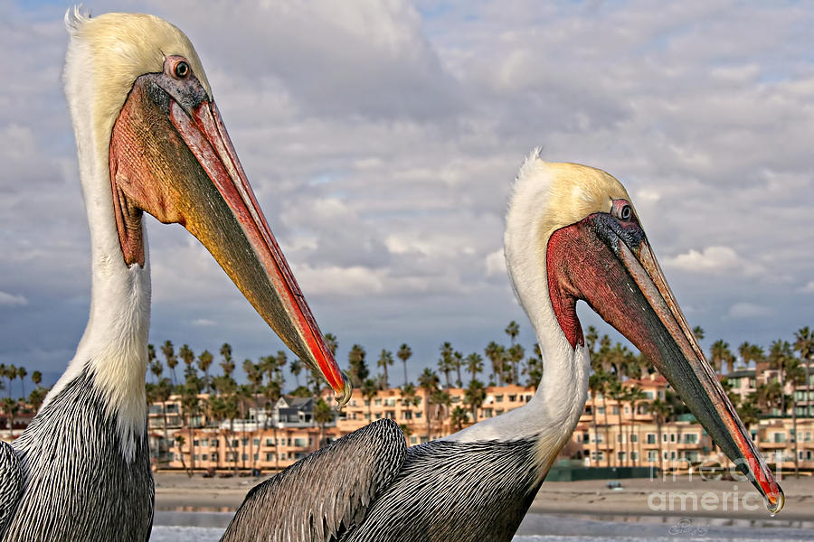 Two Brown Pelicans Side View Photograph by Gabriele Pomykaj