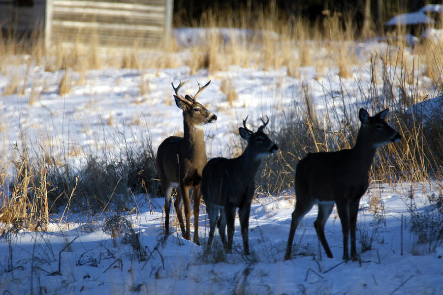 Two Bucks and a Doe Photograph by Brook Burling