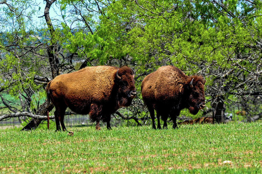 Two Buffalo Photograph by Marilyn Burton