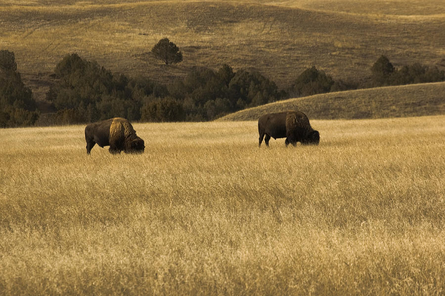 Buffalo Photograph - Two Buffalo by Ralph Steinhauer