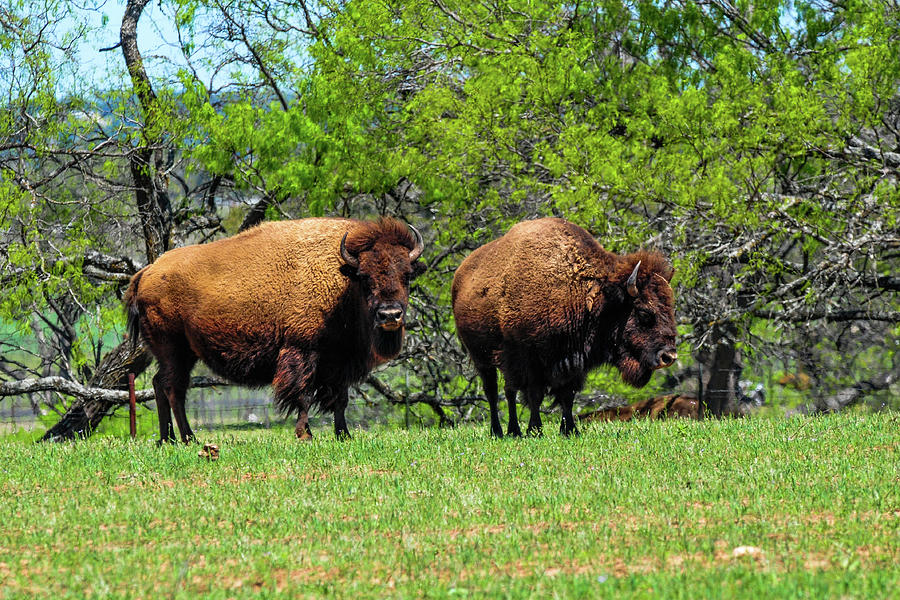 Two Buffalo Standing Photograph by Marilyn Burton