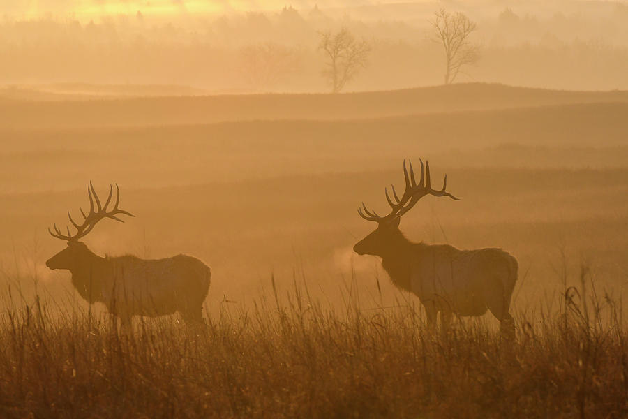 Two Bull Elk at Dawn Photograph by David Drew