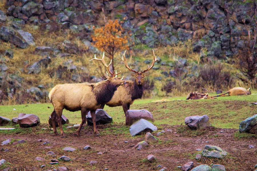 Two Bull Elk Photograph by Jeff Swan - Fine Art America