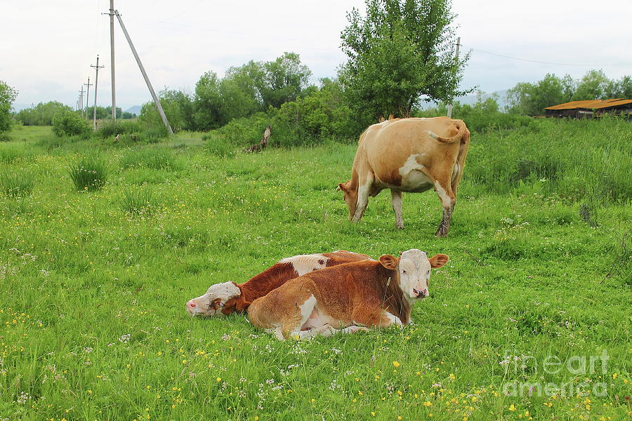 Two Bull Lying In The Meadow, Cows Are Grazed Nearby. Photograph