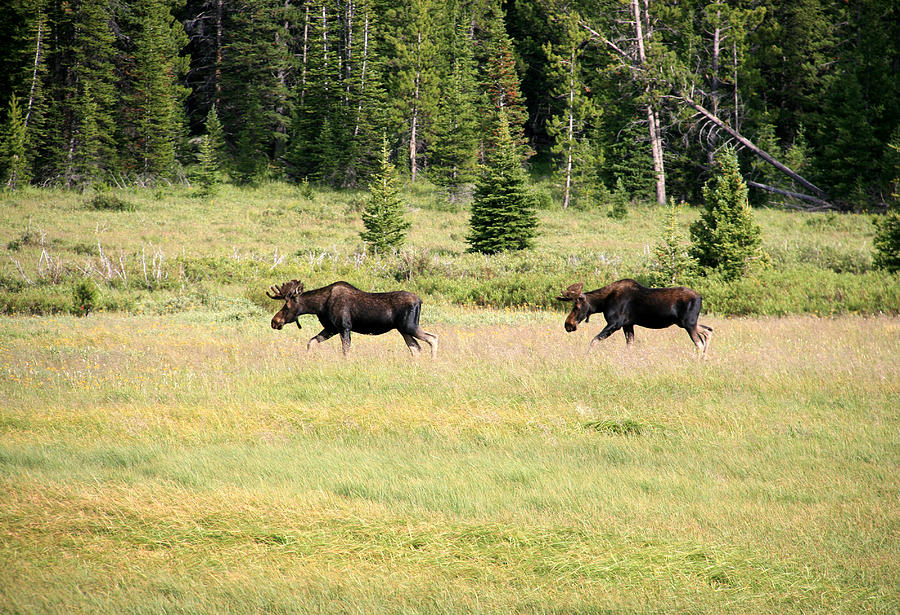 Two Bull Moose Photograph by George Jones