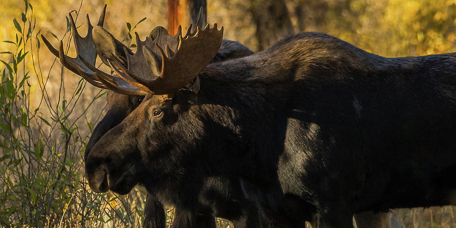 Two Bull Moose Photograph by Yeates Photography