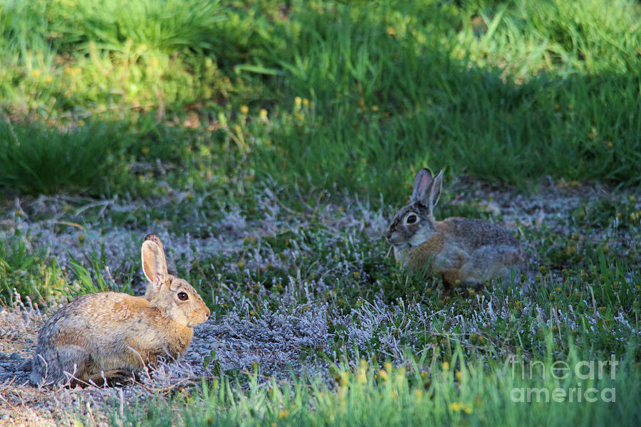 Two bunnies Photograph by Jeff Swan