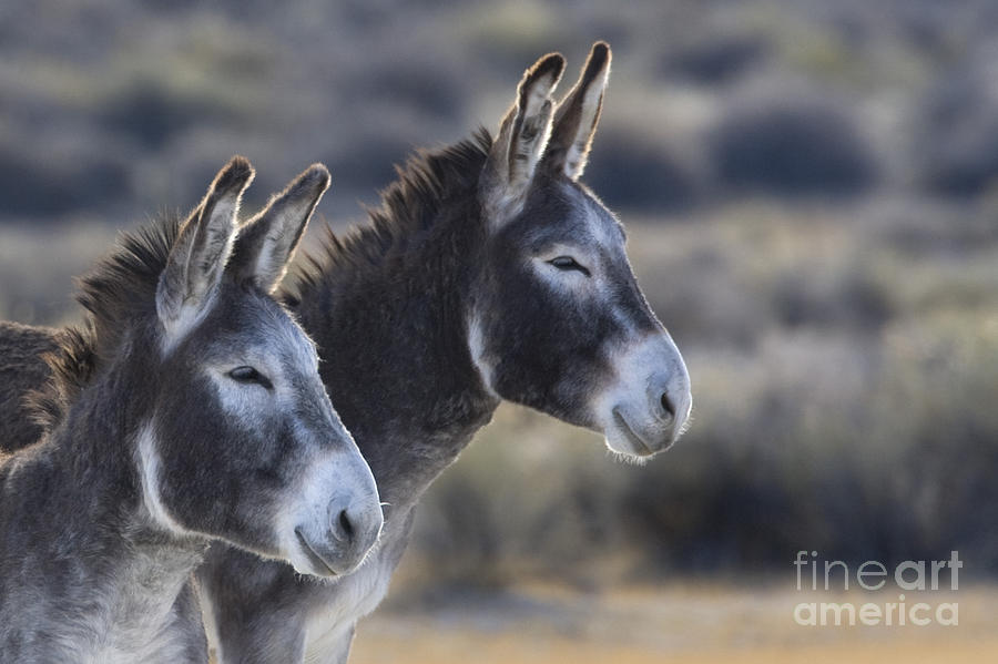 Two Burros Photograph by Jean-Louis Klein & Marie-Luce Hubert