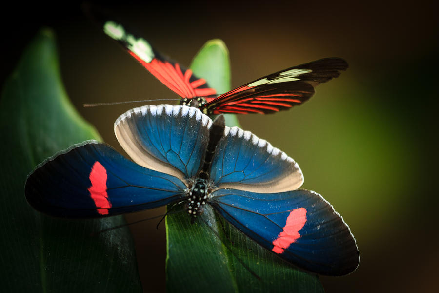 Two Butterflies Photograph by Joni Eskridge