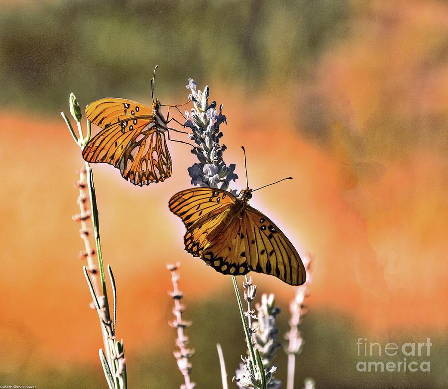 Two Butterflies Photograph by Mitch Shindelbower