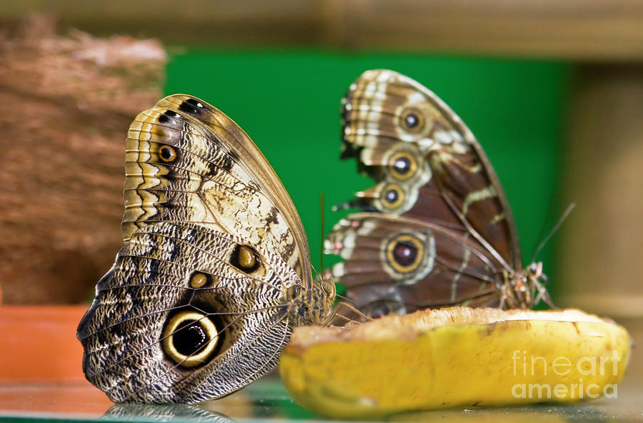 Two butterflies on banana Photograph by Irina Afonskaya