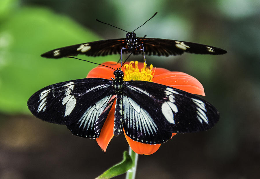 Two Butterflies-One Flower Photograph by WAZgriffin Digital